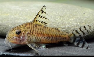 Hoplisoma hypnos