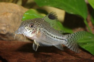 Hoplisoma julii