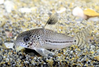 Hoplisoma julii
