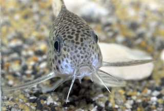 Hoplisoma julii