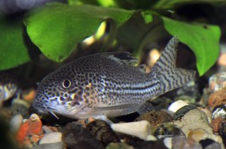 Hoplisoma julii