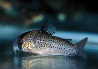 Hoplisoma kanei