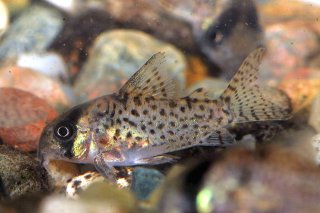 Hoplisoma kanei