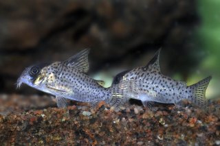 Hoplisoma kanei