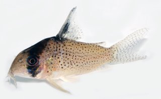Hoplisoma kanei