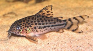 Hoplisoma knaacki
