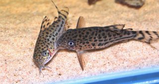 Hoplisoma knaacki