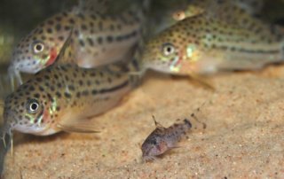 Hoplisoma knaacki
