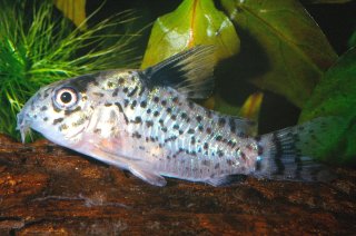 Hoplisoma leucomelas
