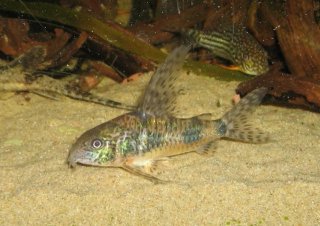Hoplisoma longipinne