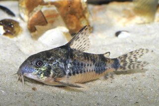 Hoplisoma longipinne