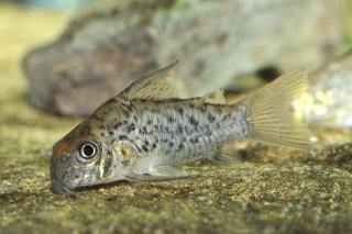 Hoplisoma loretoense