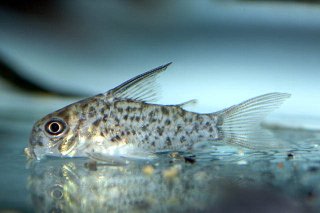 Hoplisoma loretoense