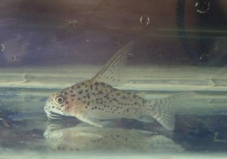Hoplisoma loretoense