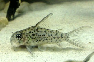 Hoplisoma loretoense