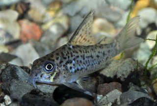 Hoplisoma loretoense