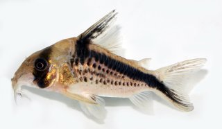 Hoplisoma loxozonum