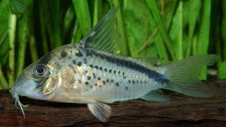 Hoplisoma loxozonum