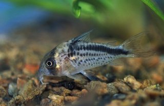 Hoplisoma loxozonum