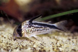 Hoplisoma loxozonum