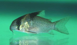 Hoplisoma melanistium