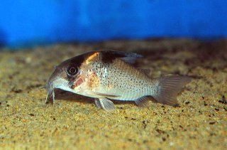 Hoplisoma melanistium