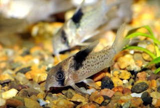 Hoplisoma melanistium