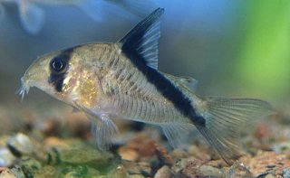 Hoplisoma melini
