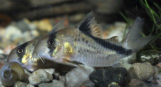 Hoplisoma melini