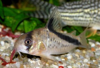 Hoplisoma melini