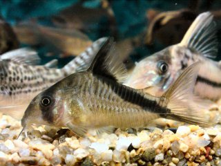 Hoplisoma melini