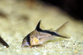 Hoplisoma melini
