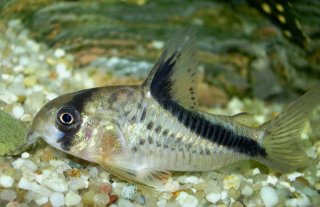 Hoplisoma melini