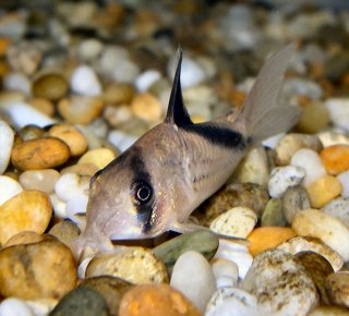 Hoplisoma melini