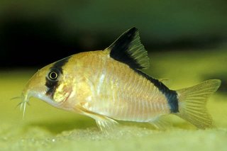 Hoplisoma metae