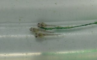 Hoplisoma metae