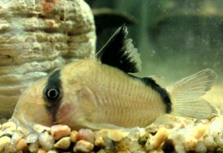 Hoplisoma metae