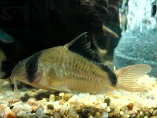 Hoplisoma metae