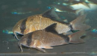 Hoplisoma metae