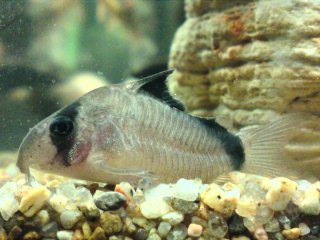 Hoplisoma metae