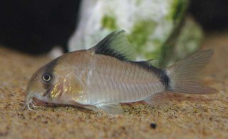 Hoplisoma metae