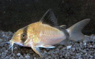 Hoplisoma metae
