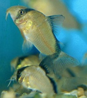 Hoplisoma metae
