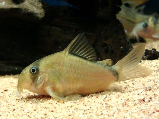 Hoplisoma metae