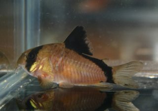 Hoplisoma metae