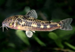Hoplisoma micracanthum