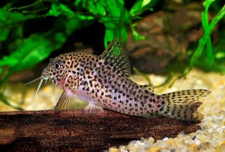 Hoplisoma multimaculatum