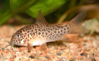 Hoplisoma multimaculatum