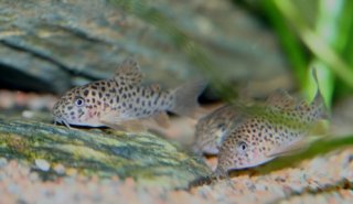 Hoplisoma multimaculatum