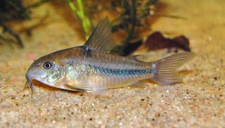 Hoplisoma nattereri